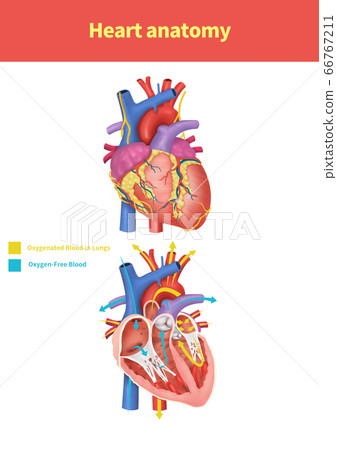Normal heart medical illustration - Stock Illustration [66767211] - PIXTA