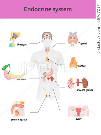Endocrine system medical illustration 66767217