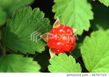 6月：Noichigo Inagi 307 Nana Shiloichigo，Bala家庭 66767324