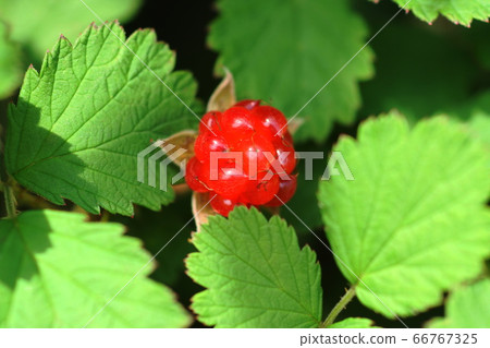 六月Inagi 308 Nauiro Shiroichigo，Barraceae，Field Spicy 66767325