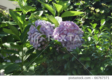 繡球 繡球 66767371