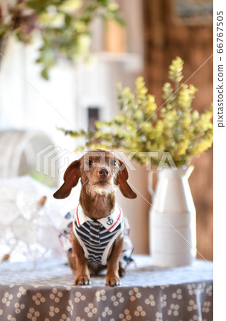 迷你臘腸狗的時尚肖像 迷你臘腸狗的時尚肖像 66767505