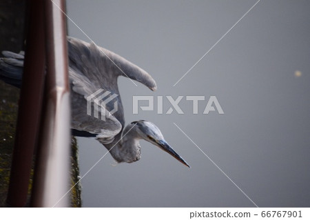 The moment when the heron takes off The moment when the heron takes off 66767901