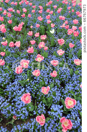 Tulips Tulips 66767973