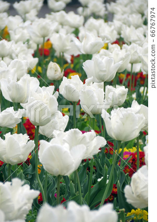 Tulips Tulips 66767974