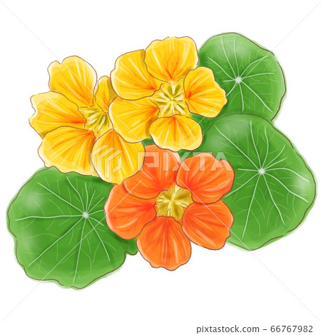 nasturtium, flower, flowers 66767982