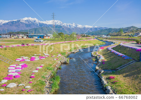 Blossoming cherry trees in full bloom and the Northern Alps [Agricultural Equipment River Park in early summer] 66768002