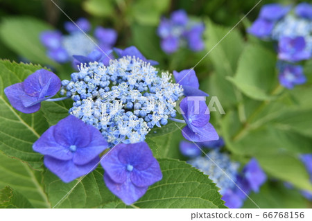 繡球 繡球 66768156