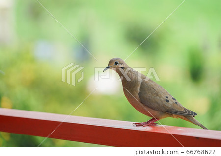 dove, bird, birds 66768622