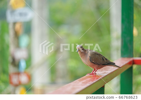 dove, bird, birds 66768623