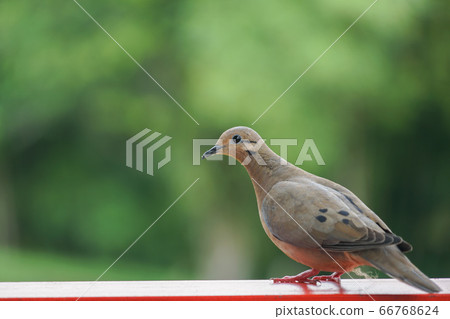 dove, bird, birds 66768624