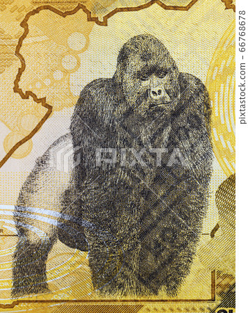 Gorilla a portrait from Ugandan money Gorilla a portrait from Ugandan money 66768678