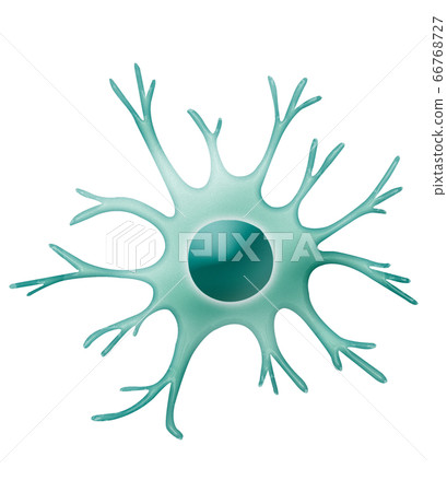 Dendritic cells 66768727