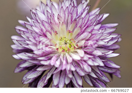 花芯（Tessen Clematis Vienetta） 66769027