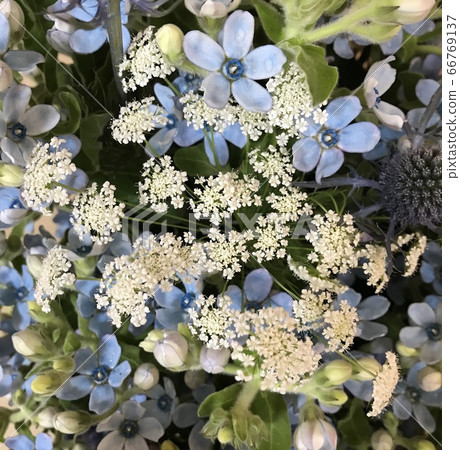 Flower arrangement with blue star lace flower Flower arrangement with blue star lace flower 66769137