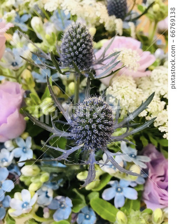 Flower arrangement with Eryngium brewster Flower arrangement with Eryngium brewster 66769138