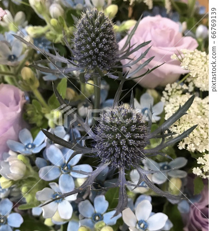 Flower arrangement with Eryngium brewster Flower arrangement with Eryngium brewster 66769139