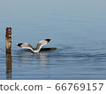 Seagull 66769157