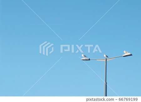 Sky, seagull, street light 66769199
