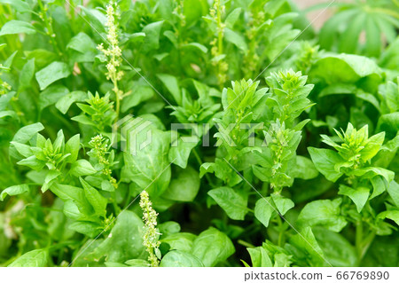 Spinach growing in garden. Fresh natural leaves of spinach growing Bio spanach. Spinach growing in garden. Fresh natural leaves of spinach growing Bio spanach. 66769890