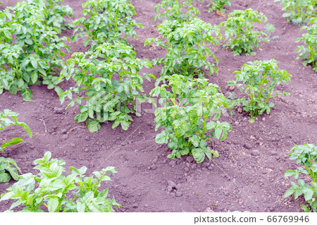 Potatoes growing in a field organic farm. growing vegetables, selective focus. Potatoes growing in a field organic farm. growing vegetables, selective focus. 66769946