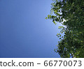 Sky, blue sky, plant, trees 66770073