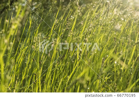 Weeds in the evening 66770195