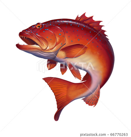Coral trout on white. Leopard coral groupe, or leopard coral trou. Realistic illustration Sea bass. Coral trout on white. Leopard coral groupe, or leopard coral trou. Realistic illustration Sea bass. 66770263