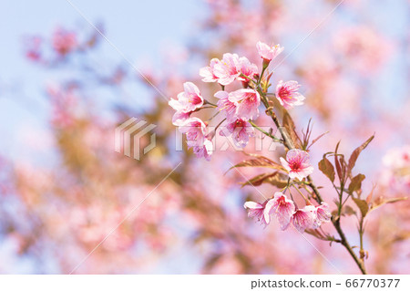 Close Up -Wild Himalayan Cherry - Prunus Cerasoides - Flowers blossom queen tiger ready to welcome you in this beautiful winter without losing a drop of Japanese cherry blossoms, certainly Thailand   66770377