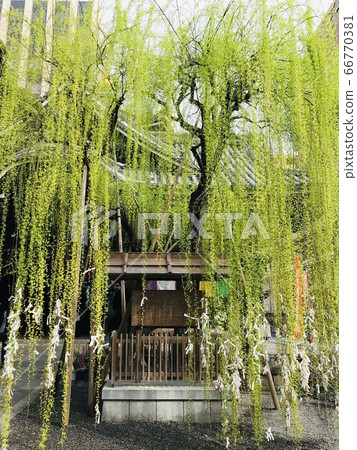 六甲堂長王寺（京都府）柳樹 66770381