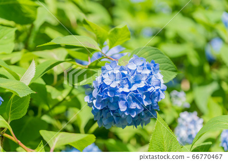 相模原北公園的繡球花 照片素材 圖片 圖庫