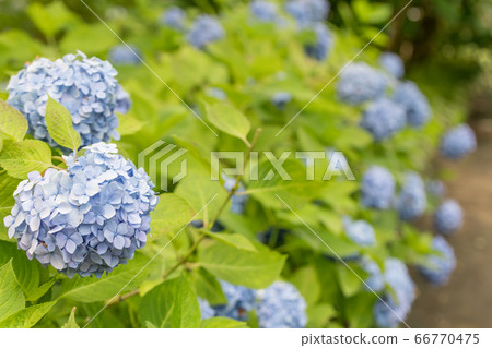 [相模原北公園的繡球花] 66770475