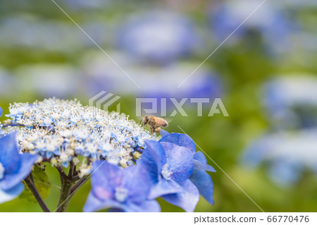 相模原北公園的加賀繡球和蜜蜂 66770476