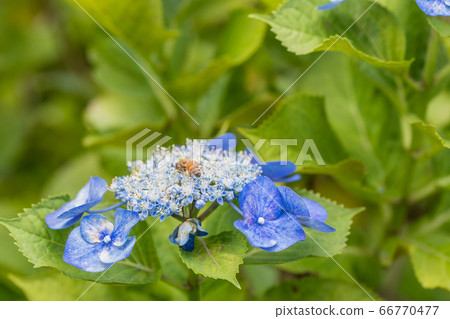 相模原北公園的加賀繡球和蜜蜂 相模原北公園的加賀繡球和蜜蜂 66770477