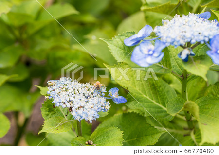 [Gaku hydrangea and honey bee in Sagamihara Kita Park] 66770480