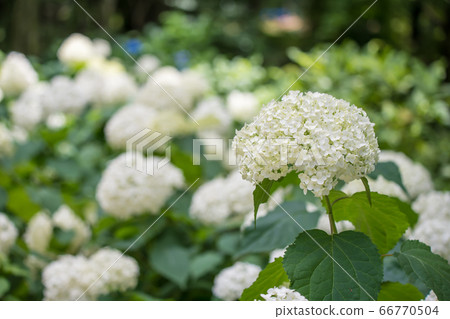 相模原北公園的anabel繡球花 照片素材 圖片 圖庫