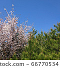 Cherry blossoms, sky, pine trees, blue sky 66770534