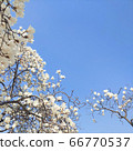 Magnolia, sky, blue sky 66770537