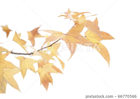 秋葉秋葉材料秋葉秋天紋理 66770566