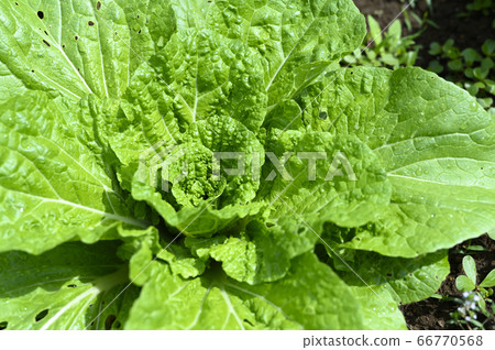 Chisha (lettuce) growing in the field Chisha (lettuce) growing in the field 66770568