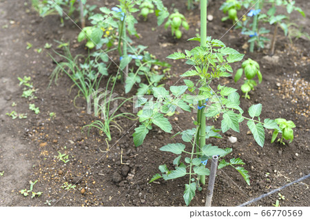 A field where vegetables are planted (cherry tomatoes) A field where vegetables are planted (cherry tomatoes) 66770569