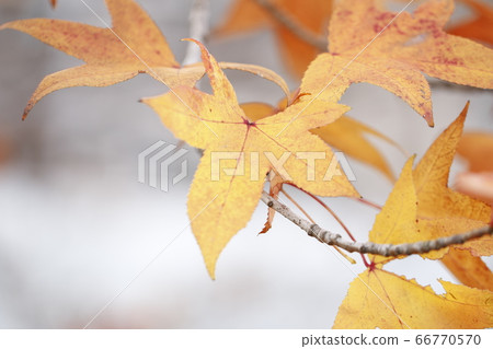 Autumn Leaves Autumn Leaves Material Autumn Leaves Autumn Texture Autumn Leaves Autumn Leaves Material Autumn Leaves Autumn Texture 66770570
