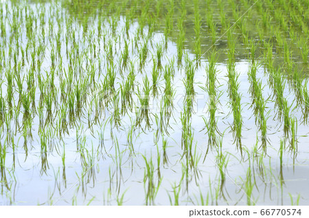 Paddy field in spring (immediately after planting) 66770574