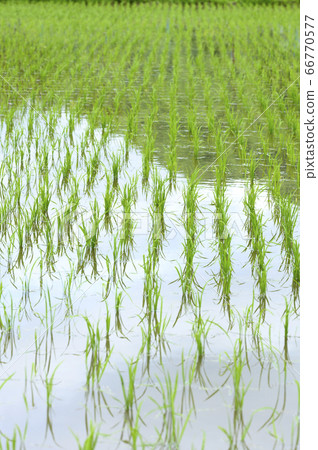 Paddy field in spring (immediately after planting) Paddy field in spring (immediately after planting) 66770577