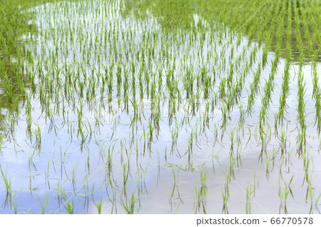 Paddy field in spring (immediately after planting) Paddy field in spring (immediately after planting) 66770578