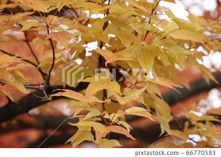 秋葉秋葉材料秋葉秋天紋理 秋葉秋葉材料秋葉秋天紋理 66770583