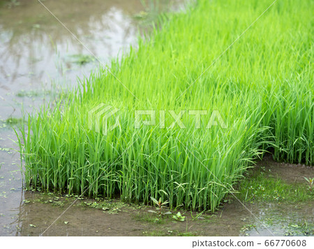 水稻種植水稻幼苗 水稻種植水稻幼苗 66770608