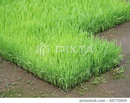 水稻種植水稻幼苗 水稻種植水稻幼苗 66770609