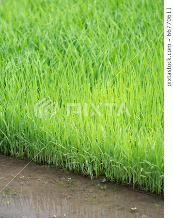 水稻種植水稻幼苗 66770611