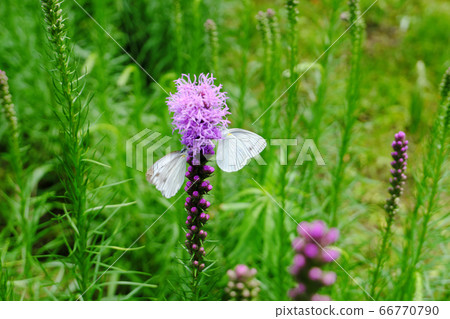 Two white butterflies sucking flower nectar 66770790